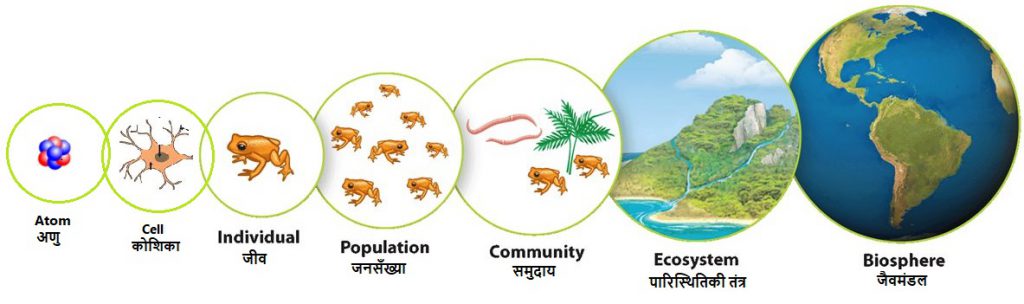 Level of ecologica organisation