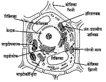 cell